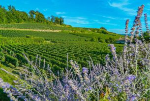 Flores e plantação de uva ao redor da vila de Saint-Émilion