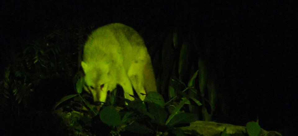 Descubre el famoso safari nocturno de Singapur